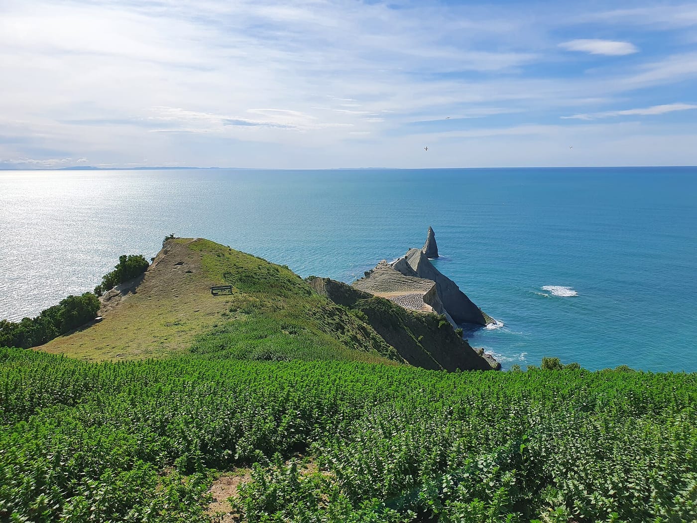 Cape Kidnappers Gannet Colony