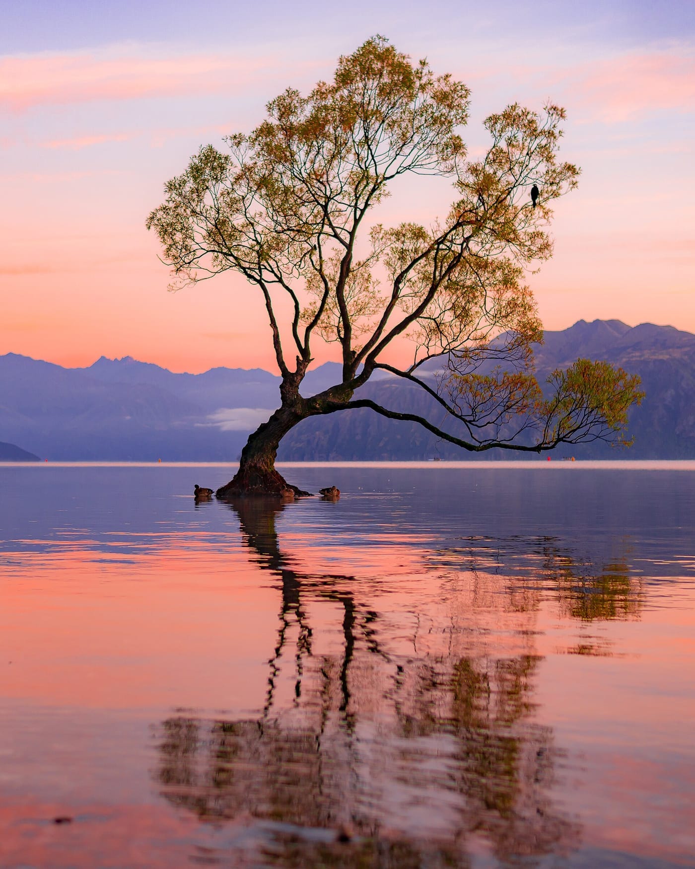 #ThatWanakaTree